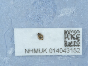  ( - NHMUK014043152)  @11 [ ] Unspecified (default): All Rights Reserved  Unspecified Unspecified
