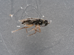  ( - NHMUK014421570)  @11 [ ] Unspecified (default): All Rights Reserved  Unspecified Unspecified