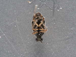  ( - NHMUK014421570)  @11 [ ] Unspecified (default): All Rights Reserved  Unspecified Unspecified