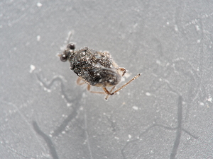  ( - NHMUK014421570)  @11 [ ] Unspecified (default): All Rights Reserved  Unspecified Unspecified