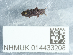  (Pycnomerus fuliginosus - NHMUK014433208)  @11 [ ] Unspecified (default): All Rights Reserved  Unspecified Unspecified