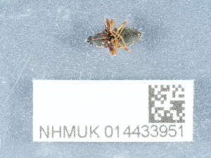  ( - NHMUK014433951)  @11 [ ] Unspecified (default): All Rights Reserved  Unspecified Unspecified