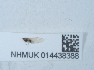  (Trioza alacris - NHMUK014438388)  @11 [ ] Unspecified (default): All Rights Reserved  Unspecified Unspecified