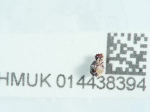  ( - NHMUK014438394)  @11 [ ] Unspecified (default): All Rights Reserved  Unspecified Unspecified