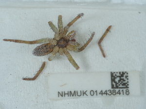  ( - NHMUK014438418)  @11 [ ] Unspecified (default): All Rights Reserved  Unspecified Unspecified