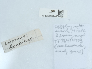  ( - NHMUK014438428)  @11 [ ] Unspecified (default): All Rights Reserved  Unspecified Unspecified