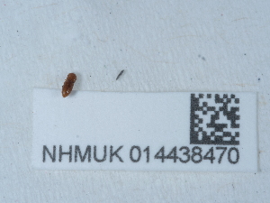  ( - NHMUK014438470)  @11 [ ] Unspecified (default): All Rights Reserved  Unspecified Unspecified