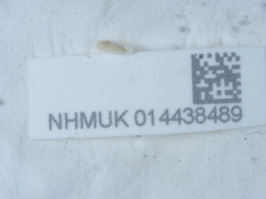  ( - NHMUK014438489)  @11 [ ] Unspecified (default): All Rights Reserved  Unspecified Unspecified