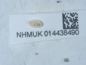 ( - NHMUK014438490)  @11 [ ] Unspecified (default): All Rights Reserved  Unspecified Unspecified