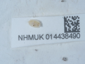  ( - NHMUK014438490)  @11 [ ] Unspecified (default): All Rights Reserved  Unspecified Unspecified