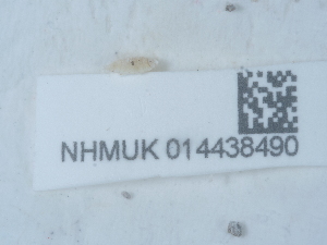  ( - NHMUK014438490)  @11 [ ] Unspecified (default): All Rights Reserved  Unspecified Unspecified