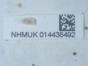  ( - NHMUK014438492)  @11 [ ] Unspecified (default): All Rights Reserved  Unspecified Unspecified
