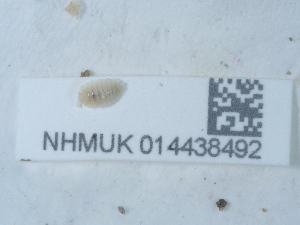  ( - NHMUK014438492)  @11 [ ] Unspecified (default): All Rights Reserved  Unspecified Unspecified
