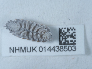  ( - NHMUK014438503)  @11 [ ] Unspecified (default): All Rights Reserved  Unspecified Unspecified