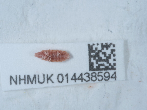  ( - NHMUK014438594)  @11 [ ] Unspecified (default): All Rights Reserved  Unspecified Unspecified