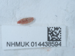  ( - NHMUK014438594)  @11 [ ] Unspecified (default): All Rights Reserved  Unspecified Unspecified