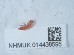  ( - NHMUK014438595)  @11 [ ] Unspecified (default): All Rights Reserved  Unspecified Unspecified