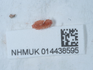  ( - NHMUK014438595)  @11 [ ] Unspecified (default): All Rights Reserved  Unspecified Unspecified