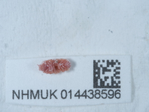  ( - NHMUK014438596)  @11 [ ] Unspecified (default): All Rights Reserved  Unspecified Unspecified