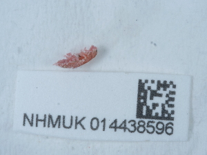 ( - NHMUK014438596)  @11 [ ] Unspecified (default): All Rights Reserved  Unspecified Unspecified