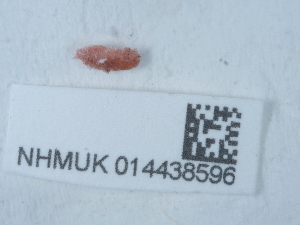  ( - NHMUK014438596)  @11 [ ] Unspecified (default): All Rights Reserved  Unspecified Unspecified