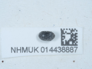  ( - NHMUK014438887)  @11 [ ] Unspecified (default): All Rights Reserved  Unspecified Unspecified