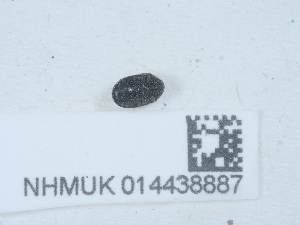  ( - NHMUK014438887)  @11 [ ] Unspecified (default): All Rights Reserved  Unspecified Unspecified