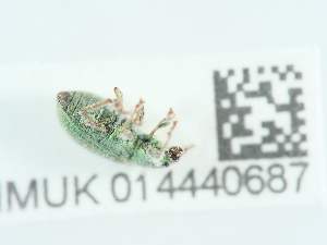  ( - NHMUK014440687)  @11 [ ] Unspecified (default): All Rights Reserved  Unspecified Unspecified