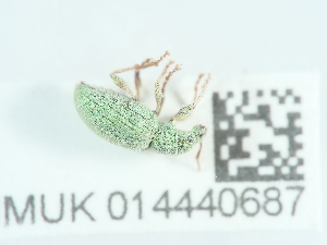  ( - NHMUK014440687)  @11 [ ] Unspecified (default): All Rights Reserved  Unspecified Unspecified