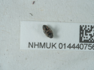 ( - NHMUK014440756)  @11 [ ] Unspecified (default): All Rights Reserved  Unspecified Unspecified