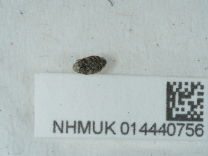  ( - NHMUK014440756)  @11 [ ] Unspecified (default): All Rights Reserved  Unspecified Unspecified