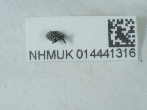  ( - NHMUK014441316)  @11 [ ] Unspecified (default): All Rights Reserved  Unspecified Unspecified