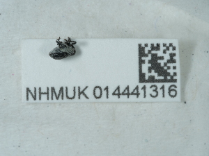  ( - NHMUK014441316)  @11 [ ] Unspecified (default): All Rights Reserved  Unspecified Unspecified