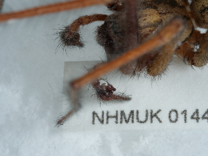  ( - NHMUK014447010)  @11 [ ] Unspecified (default): All Rights Reserved  Unspecified Unspecified