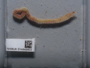  ( - NHMUK014449403)  @11 [ ] Unspecified (default): All Rights Reserved  Unspecified Unspecified