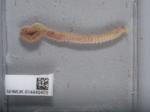  ( - NHMUK014449403)  @11 [ ] Unspecified (default): All Rights Reserved  Unspecified Unspecified