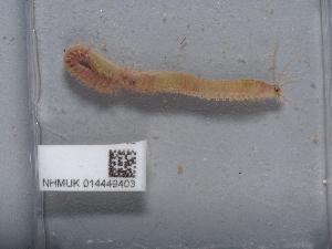  ( - NHMUK014449403)  @11 [ ] Unspecified (default): All Rights Reserved  Unspecified Unspecified