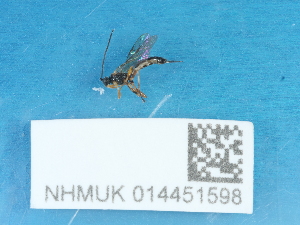  ( - NHMUK014451598)  @11 [ ] Unspecified (default): All Rights Reserved  Unspecified Unspecified