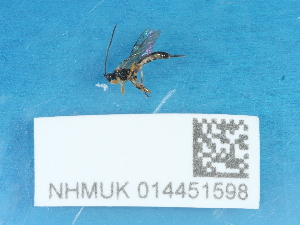  ( - NHMUK014451598)  @11 [ ] Unspecified (default): All Rights Reserved  Unspecified Unspecified