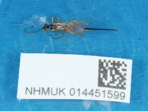  ( - NHMUK014451599)  @11 [ ] Unspecified (default): All Rights Reserved  Unspecified Unspecified