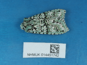  ( - NHMUK014451742)  @11 [ ] Unspecified (default): All Rights Reserved  Unspecified Unspecified
