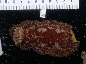  ( - NHMUK014453585)  @11 [ ] Unspecified (default): All Rights Reserved  Unspecified Unspecified