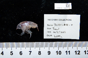  (Phrosinidae - NHMUK014453644)  @11 [ ] Unspecified (default): All Rights Reserved  Unspecified Unspecified