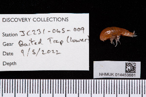  (Paracallisoma idioxenos - NHMUK014453681)  @11 [ ] Unspecified (default): All Rights Reserved  Unspecified Unspecified