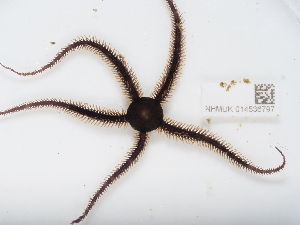  ( - NHMUK014536797)  @11 [ ] Unspecified (default): All Rights Reserved  Unspecified Unspecified