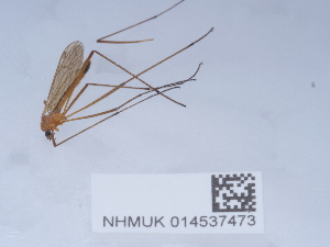  ( - NHMUK014537473)  @11 [ ] Unspecified (default): All Rights Reserved  Unspecified Unspecified