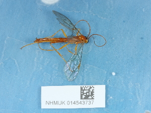 ( - NHMUK014543737)  @11 [ ] Unspecified (default): All Rights Reserved  Unspecified Unspecified