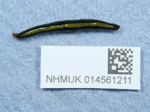  ( - NHMUK014561211)  @11 [ ] Unspecified (default): All Rights Reserved  Unspecified Unspecified