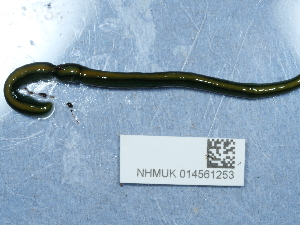  ( - NHMUK014561253)  @11 [ ] Unspecified (default): All Rights Reserved  Unspecified Unspecified