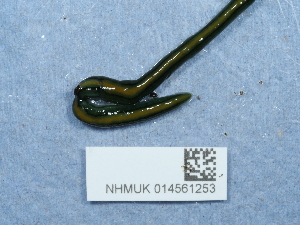  ( - NHMUK014561253)  @11 [ ] Unspecified (default): All Rights Reserved  Unspecified Unspecified